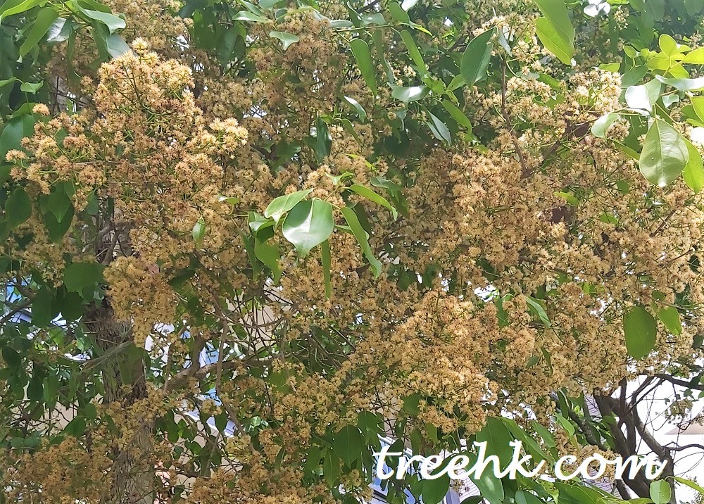 海南蒲桃果實和花蜜能吸引野生動物,是蝴蝶幼蟲的取食植物 海南蒲桃果實和花蜜能吸引野生動物,是蝴蝶幼蟲的取食植物