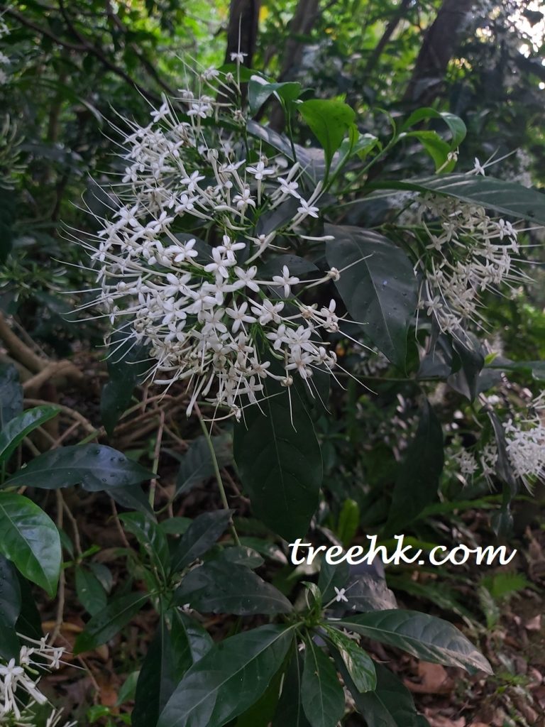 香港大沙葉香港原生植物