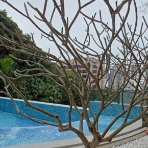 雞蛋花秋冬季只露出一枝枝鈍角枝莖 (雞蛋花 Plumeria obtusa)