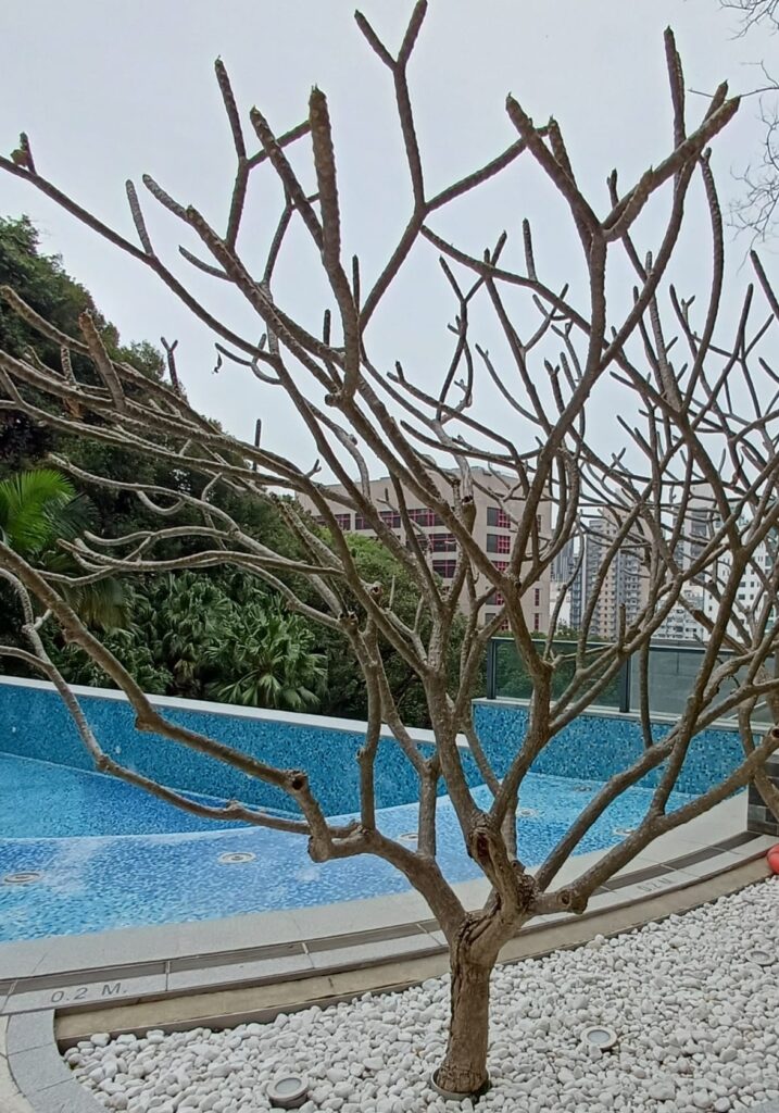 雞蛋花秋冬季只露出一枝枝鈍角枝莖