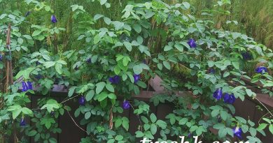 冬秋過後，蝶豆花葉和花朵又回來了