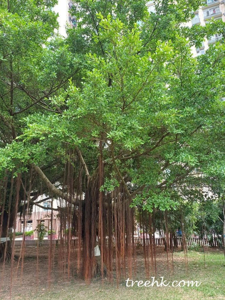 垂葉榕樹型下垂，姿態柔美，為庭園優良樹種