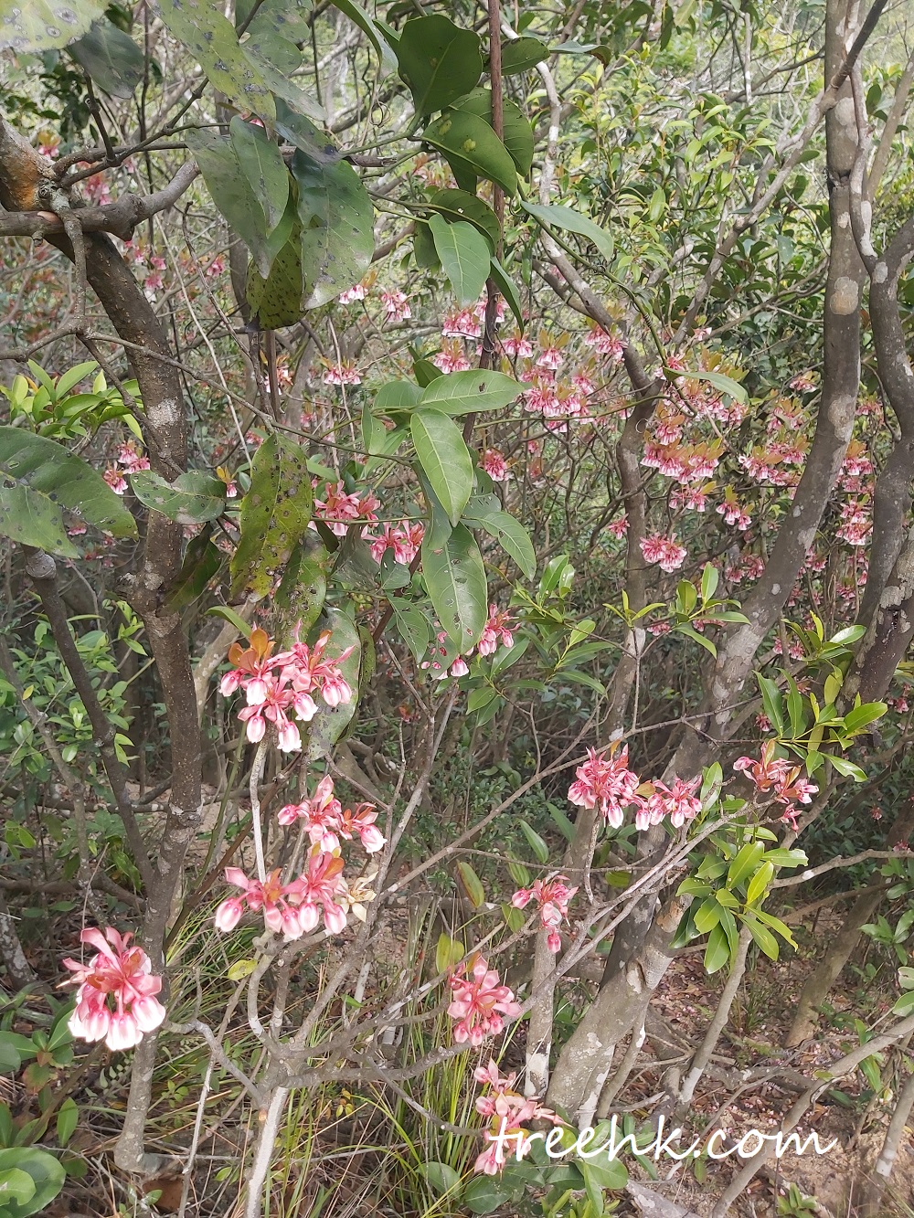 採摘或砍伐野生吊鐘，即屬違法，採花賊不要以身犯險