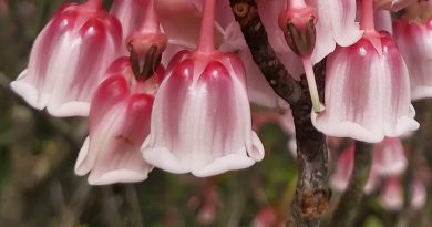 吊鐘花花冠呈寬鐘狀，口部5裂
