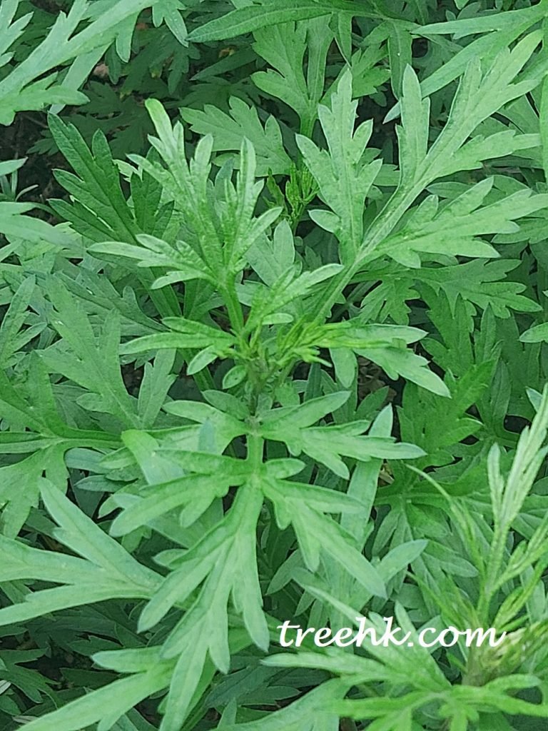菊科艾