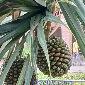 露兜樹聚合果實_a (露兜樹  Pandanus tectorius)