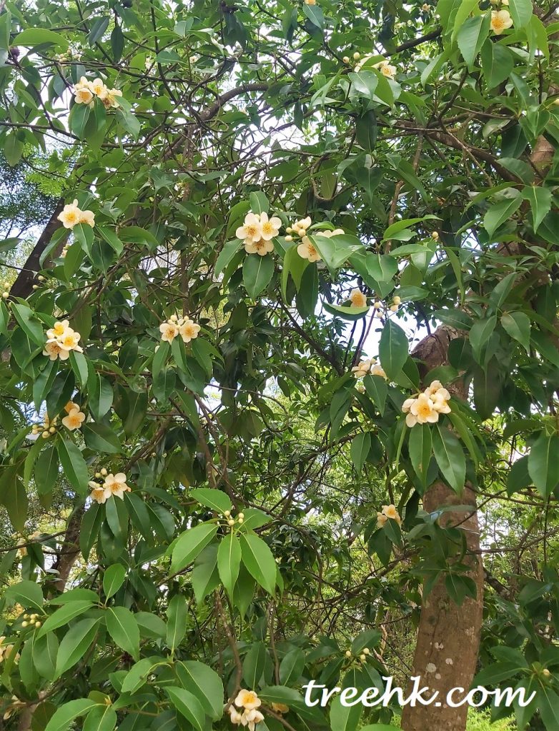 傲慢的木荷花?