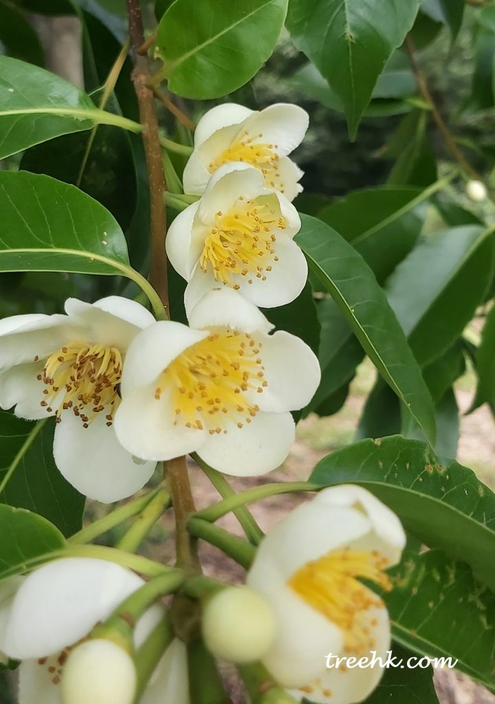 耐旱的木荷白色花朵