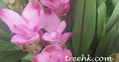 薑荷花生長強健, 是根莖類花卉