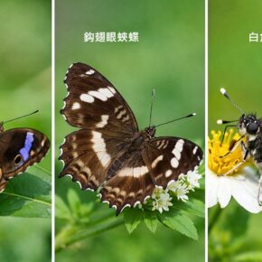 蛇眼蛺蝶、鈎翅眼蛺蝶和白角星弄蝶_02 (可愛花 Eranthemum pulchellum) 蛇眼蛺蝶、鈎翅眼蛺蝶和白角星弄蝶_02 (可愛花 Eranthemum pulchellum)
