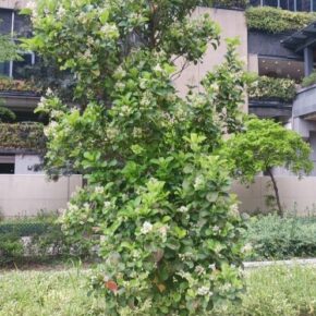 珊瑚樹_01b (珊瑚樹 Vaburnmum odoratissimum)