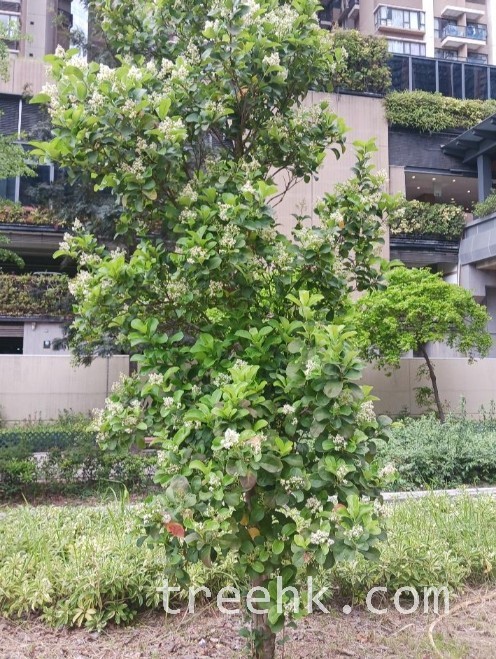 三月和四月，我們可以觀賞到珊瑚樹的花期。