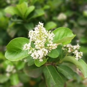 珊瑚樹_02b (珊瑚樹 Vaburnmum odoratissimum)