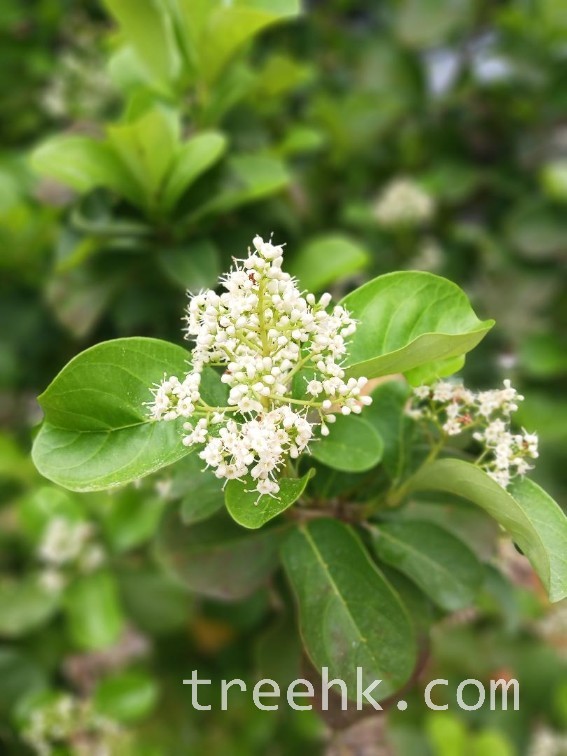 珊瑚樹的花語是『溫暖與親切』