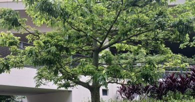 絲木棉別名「酒瓶木棉」