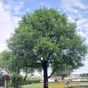 落羽杉 (落羽松 Taxodium distichum)