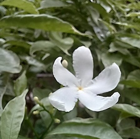 狗牙花花朵氣味芬芳, 為飛蛾幼蟲的食物來源
