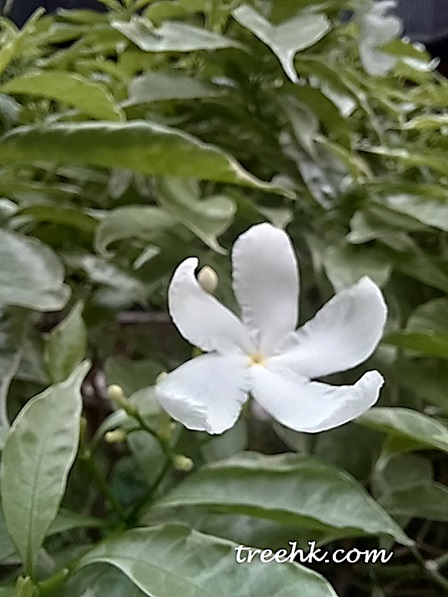 狗牙花花朵氣味芬芳, 為飛蛾幼蟲的食物來源 狗牙花花朵氣味芬芳, 為飛蛾幼蟲的食物來源