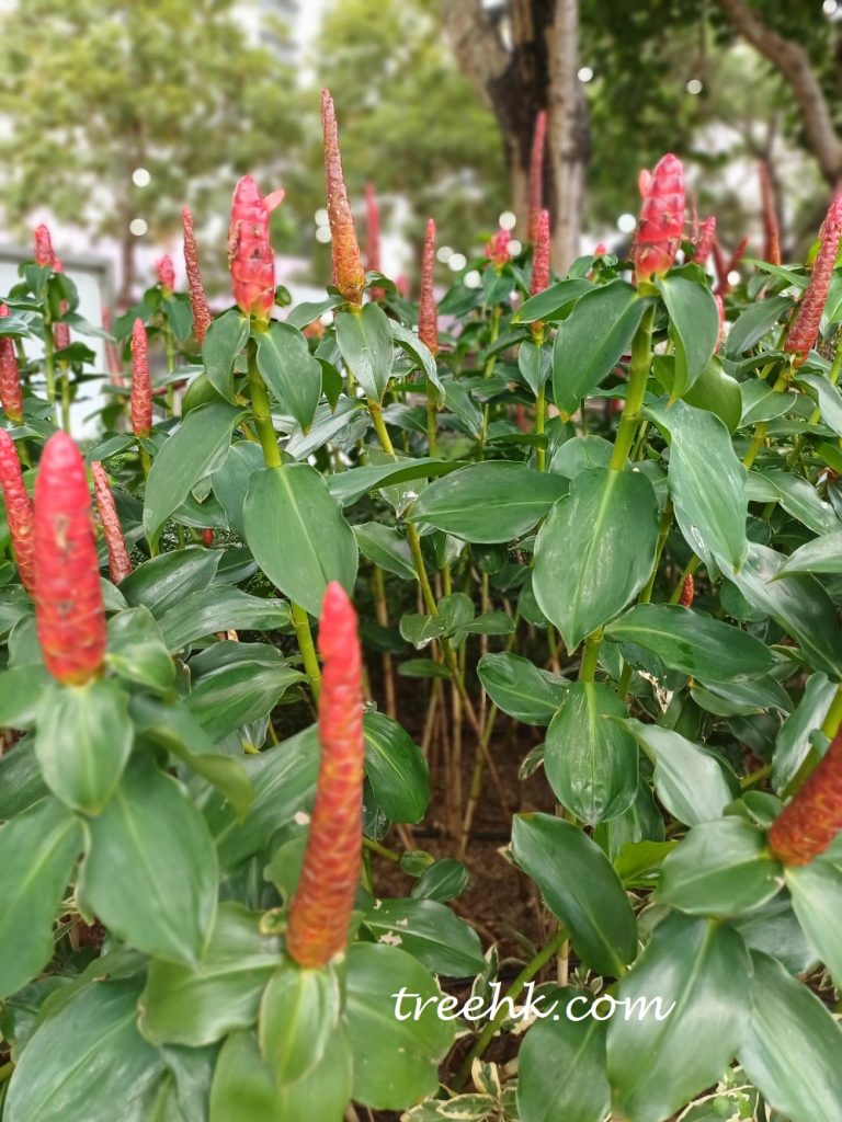 多年生草本植物紅球薑 多年生草本植物紅球薑