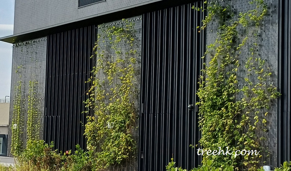 百香果尚未成熟 平台花園、屋頂花園和空中花園是密集型綠化屋頂的典型例子