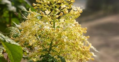 白花圆锥大青_05