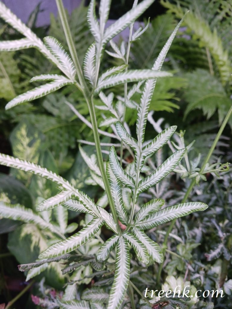 銀脈鳳尾蕨澆水後並放置在間接光下 銀脈鳳尾蕨澆水後並放置在間接光下