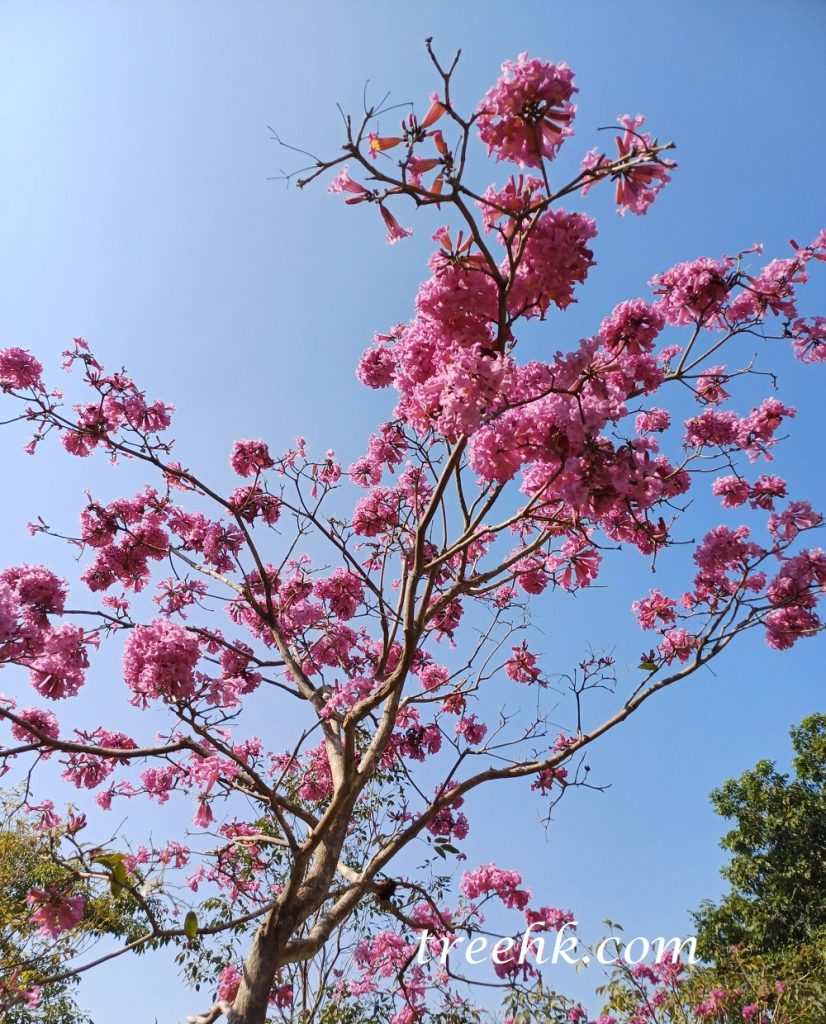 紫花風鈴木 Tabebuia impetiginosa - Green Touch 香港常見樹木園藝生活