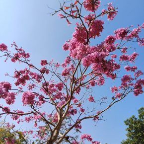 紫花風鈴木_01 (紫花風鈴木 Tabebuia impetiginosa)