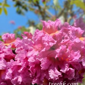 紫花風鈴木_02 (紫花風鈴木 Tabebuia impetiginosa)