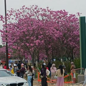 紫花風鈴木_04 (紫花風鈴木 Tabebuia impetiginosa)