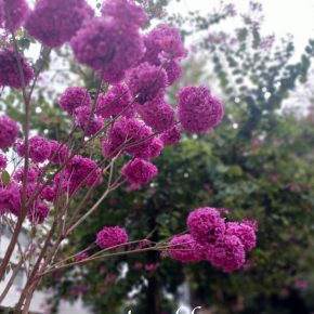 紫花風鈴木_05 (紫花風鈴木 Tabebuia impetiginosa)