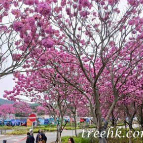 紫花風鈴木_06 (紫花風鈴木 Tabebuia impetiginosa)