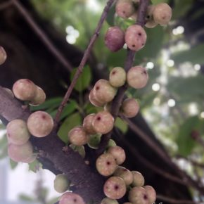 Ficus subpisocarpa 筆管榕_10a (筆管榕果實)