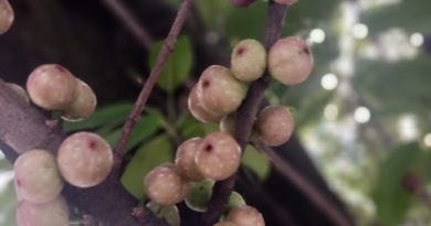 筆管榕榕果