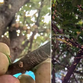 Ficus subpisocarpa 筆管榕_12a (筆管榕果實)