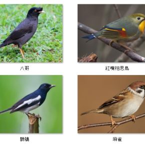 八哥_鵲鴝_紅嘴相思鳥_麻雀 (筆管榕果實)