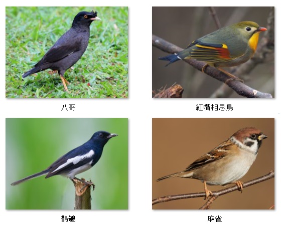 八哥_鵲鴝_紅嘴相思鳥_麻雀