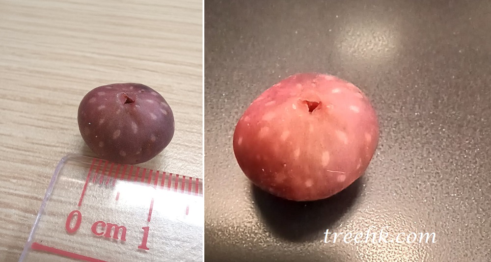 筆管榕成熟前呈粉紅色 筆管榕成熟前呈粉紅色