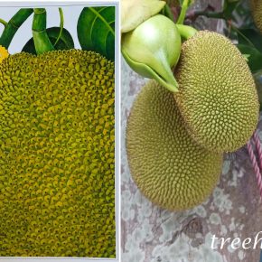 筆管榕果實_03a (菠蘿蜜 Artocarpus heterophyllus)