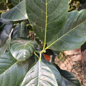 菠蘿蜜_01 (菠蘿蜜 Artocarpus heterophyllus)