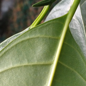 菠蘿蜜_03 (菠蘿蜜 Artocarpus heterophyllus)