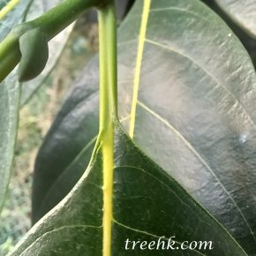 菠蘿蜜_07 (菠蘿蜜 Artocarpus heterophyllus)