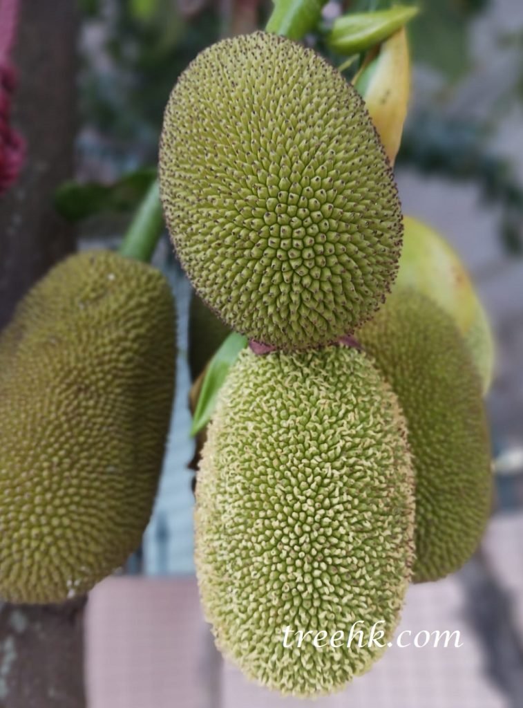 成熟前菠蘿蜜果實呈綠色