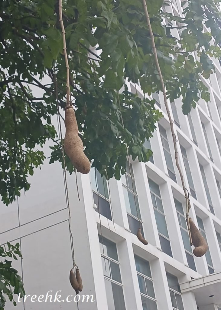 有趣的吊瓜樹