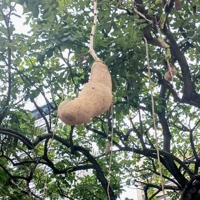 吊瓜樹 Kigelia africana (Lam.) Benth_07b (吊瓜樹 Kigelia africana)