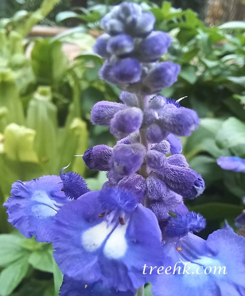 藍花藍色, 粉萼鼠尾草