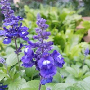 藍花鼠尾草_04 (藍花鼠尾草 Salvia farinaccea)