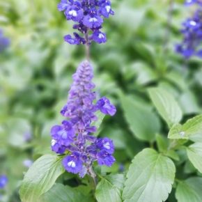 藍花鼠尾草  Blue Sage (藍花鼠尾草 Salvia farinaccea)