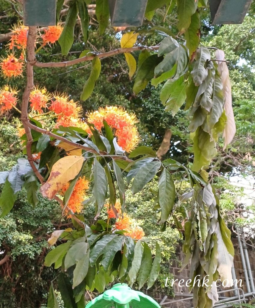 無憂樹密集排列呈繖房花序