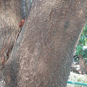 無憂樹樹皮灰棕色 (無憂樹 Saraca Asoka)